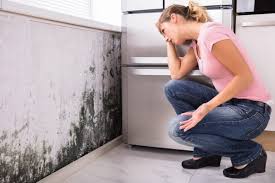 Professional Mold Removal & Remediation in Thousand Oaks, CA